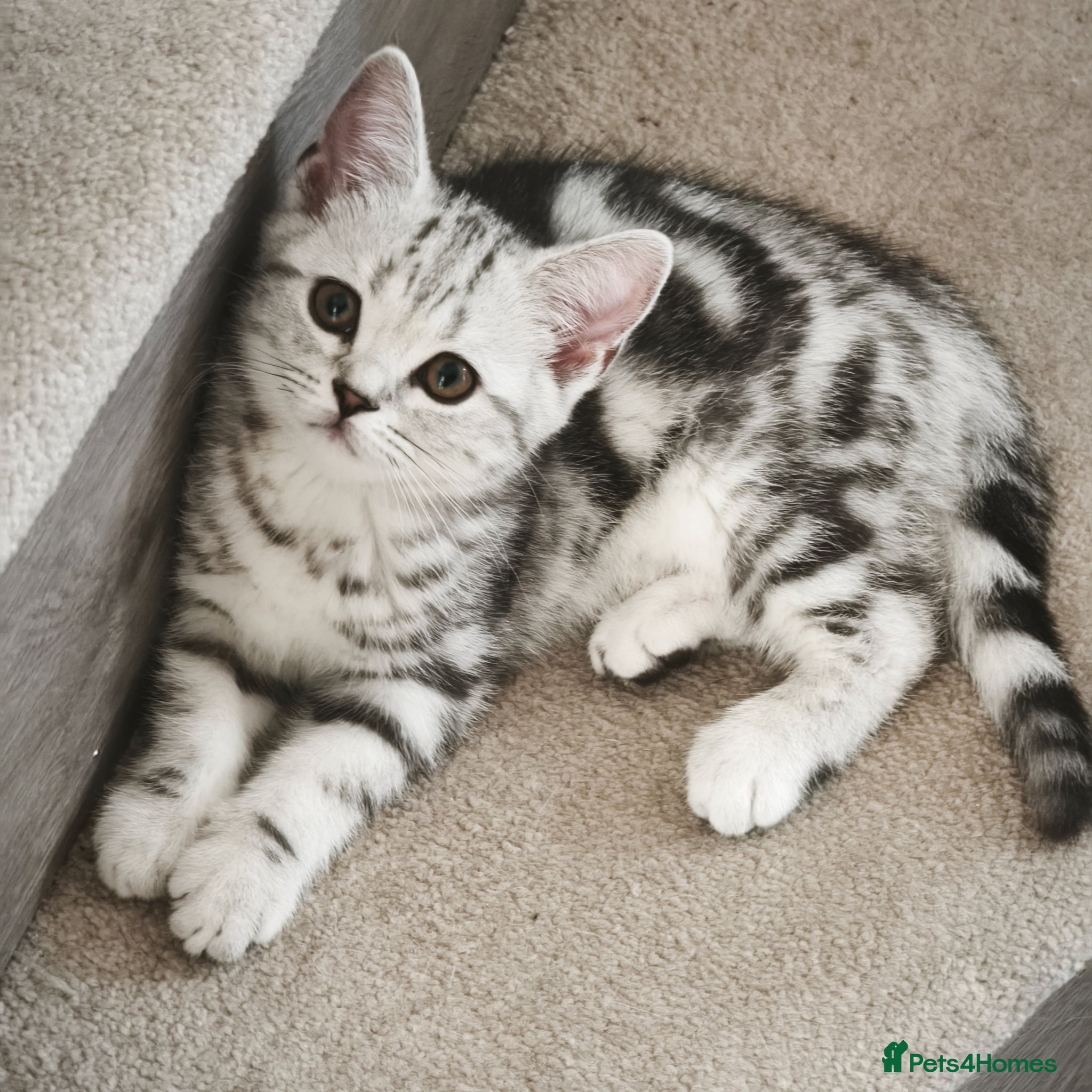 Scottish Fold cats for sale: Last Scottish Straight Silver Tabby Boy Available - Advert 1