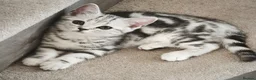 Scottish Fold cats for sale: Last Scottish Straight Silver Tabby Boy Available - Advert 1