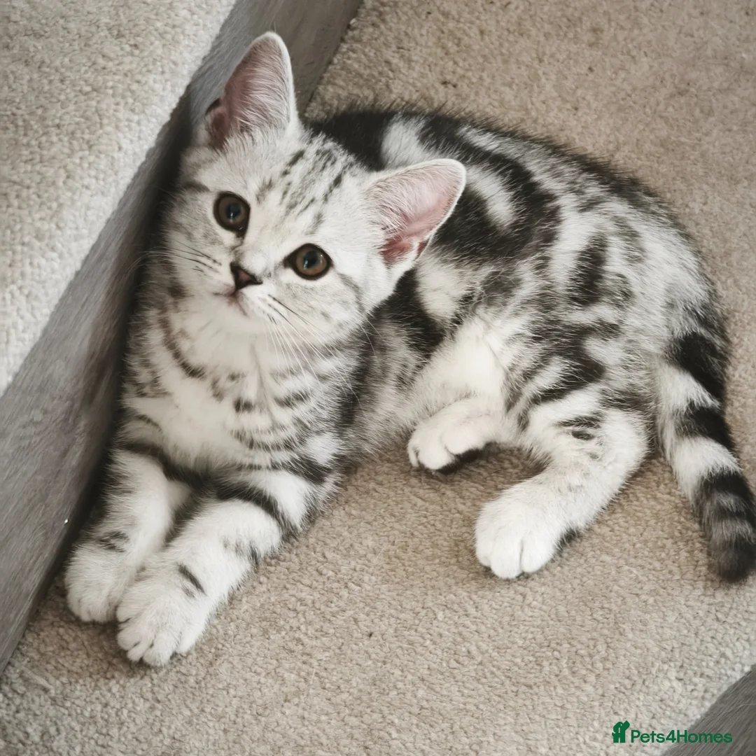 Scottish Fold cats for sale: Last Scottish Straight Silver Tabby Boy Available - Advert 1