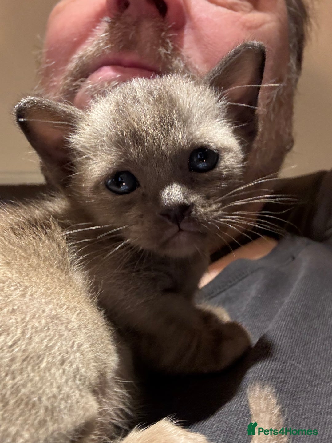 Burmese cats for sale: Four beautiful, bouncy, robust GCCF-reg'd kittens - Image 5