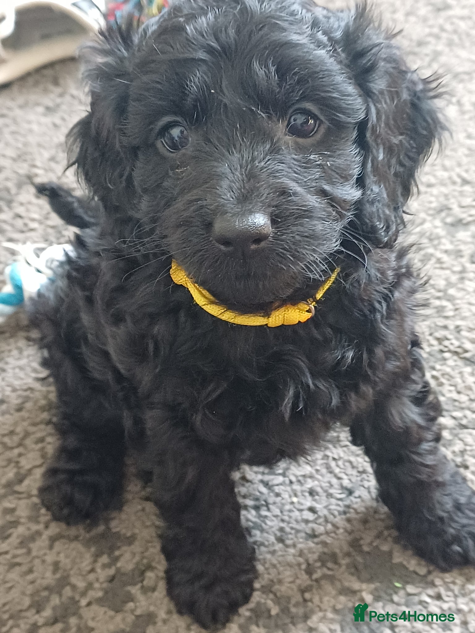 Cockapoo dogs Beautiful Cockapoo puppies F1b - Advert 1