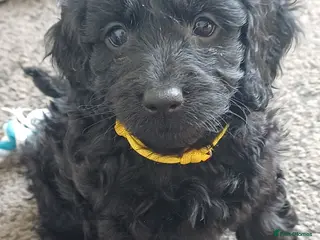 Cockapoo dogs Beautiful Cockapoo puppies F1b - Advert 1