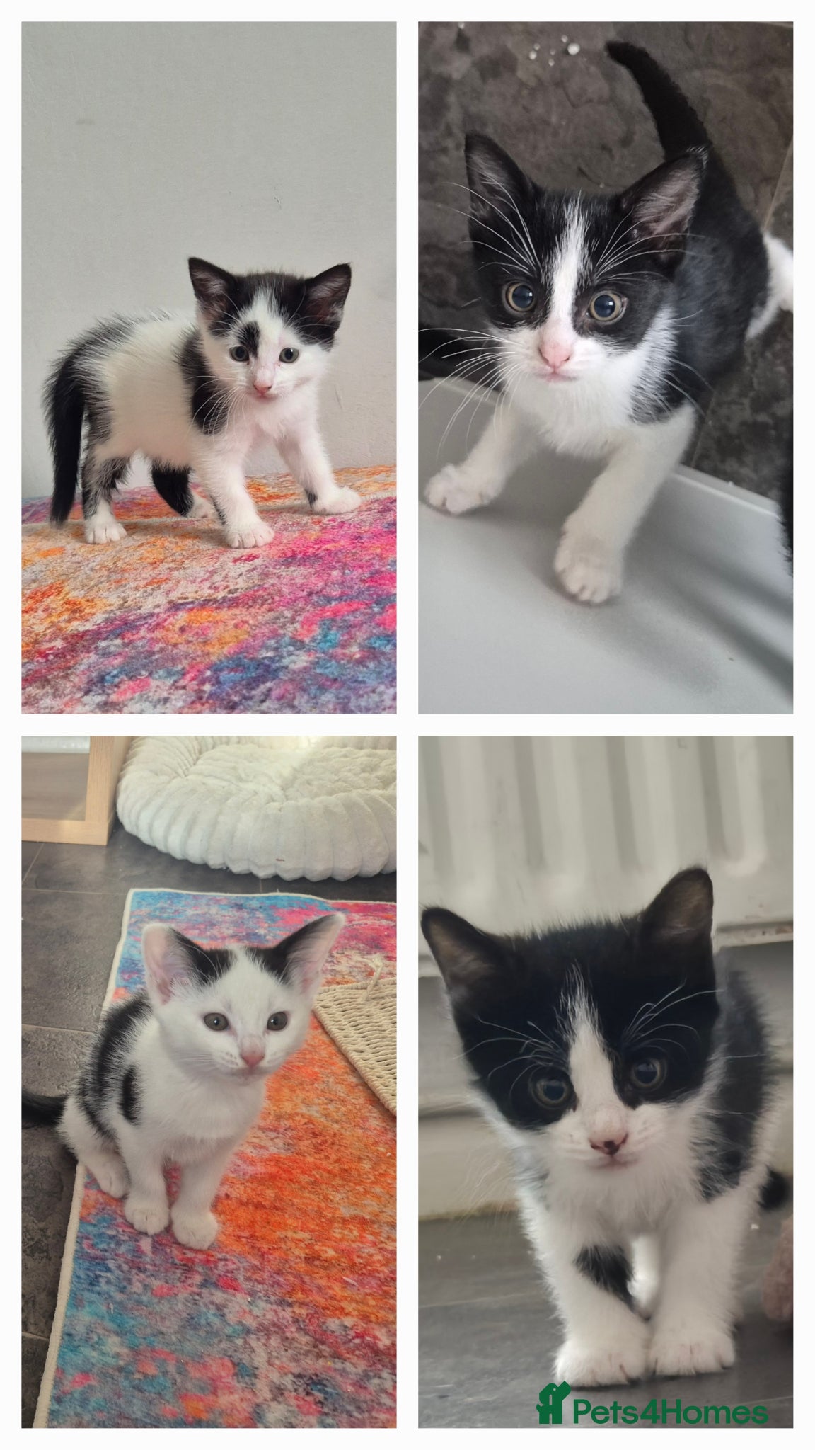 British Shorthair cats Tuxedo/Harlequin Kittens - READY - Advert 7