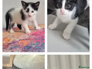 British Shorthair cats Tuxedo/Harlequin Kittens - READY - Advert 7