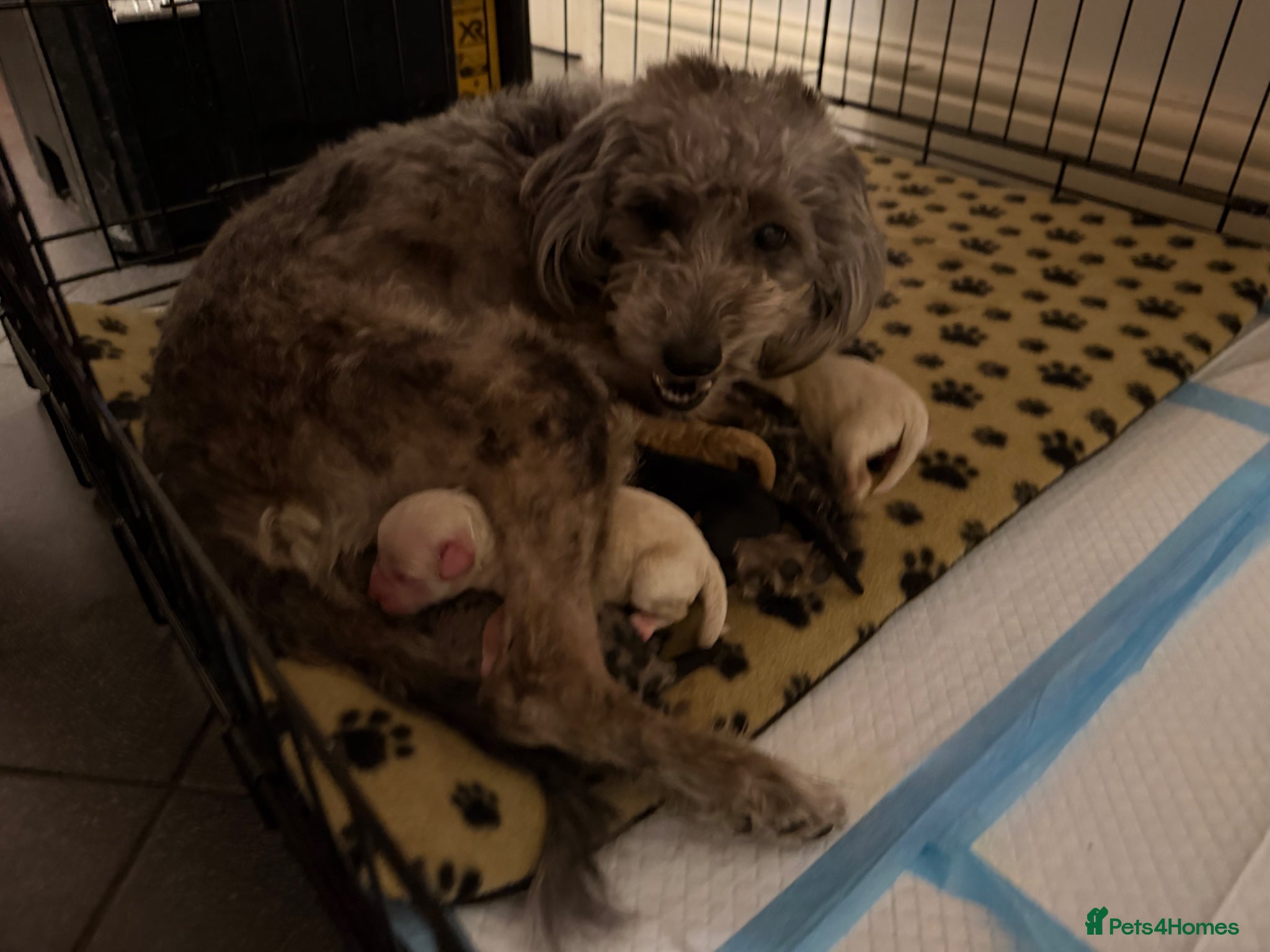 Jackapoo dogs for sale: FB1 jackapoo puppies  - Advert 1