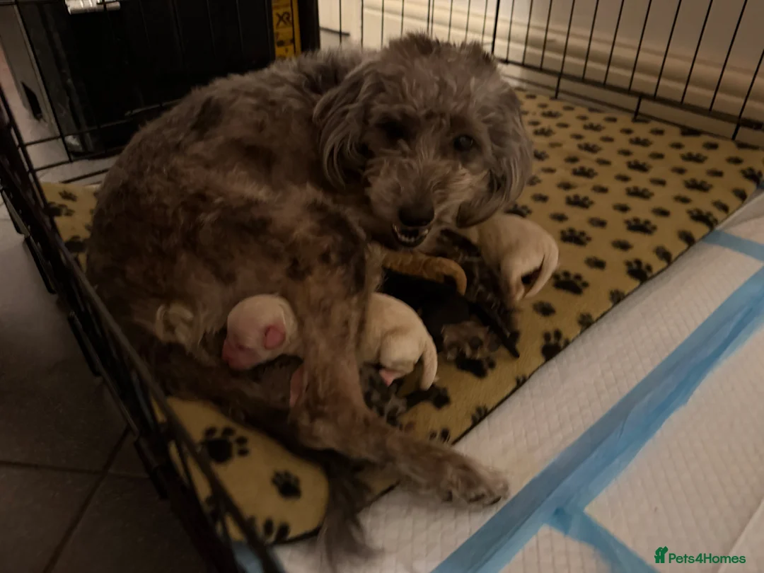Jackapoo dogs for sale: FB1 jackapoo puppies  - Advert 1