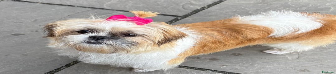 Shih Tzu Puppy 1