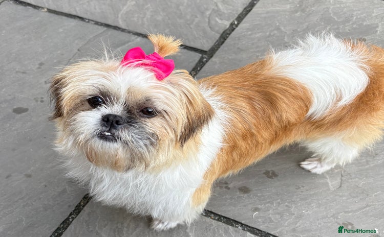 Shih Tzu dogs - Advert 1