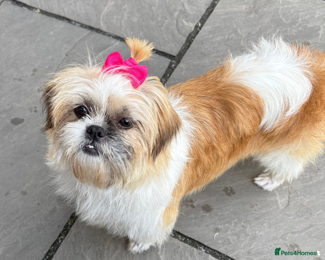 Shih Tzu dogs for sale: Shih Tzu girl up for rehomeing - Image 1