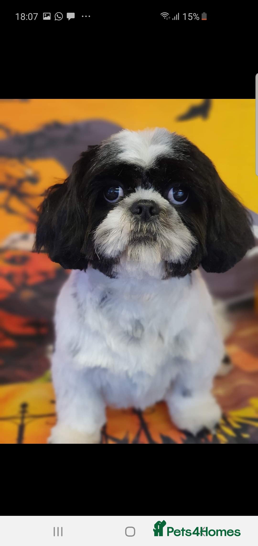 Shih Tzu dogs for sale: Mr bear  - Image 2