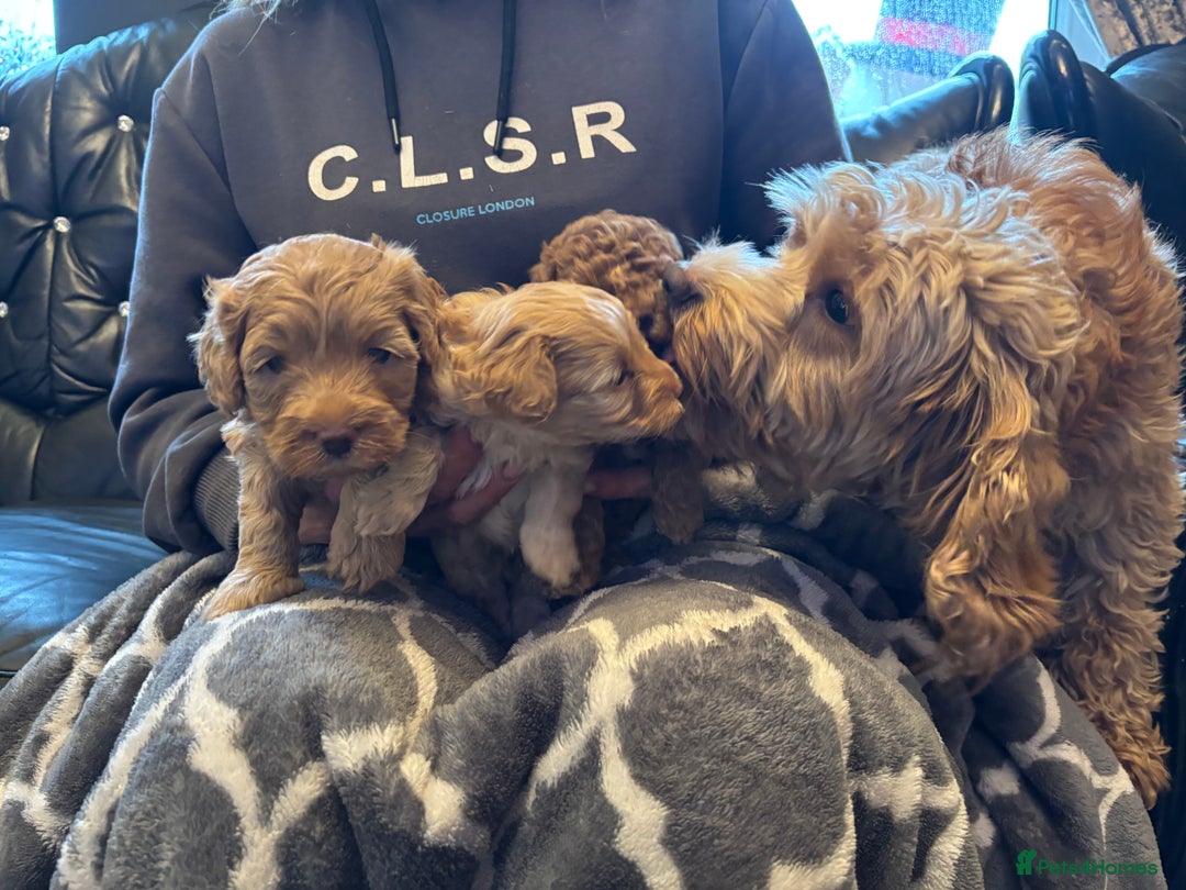 Cavapoo dogs for sale: Beautiful F1B cavapoo puppies - Advert 10