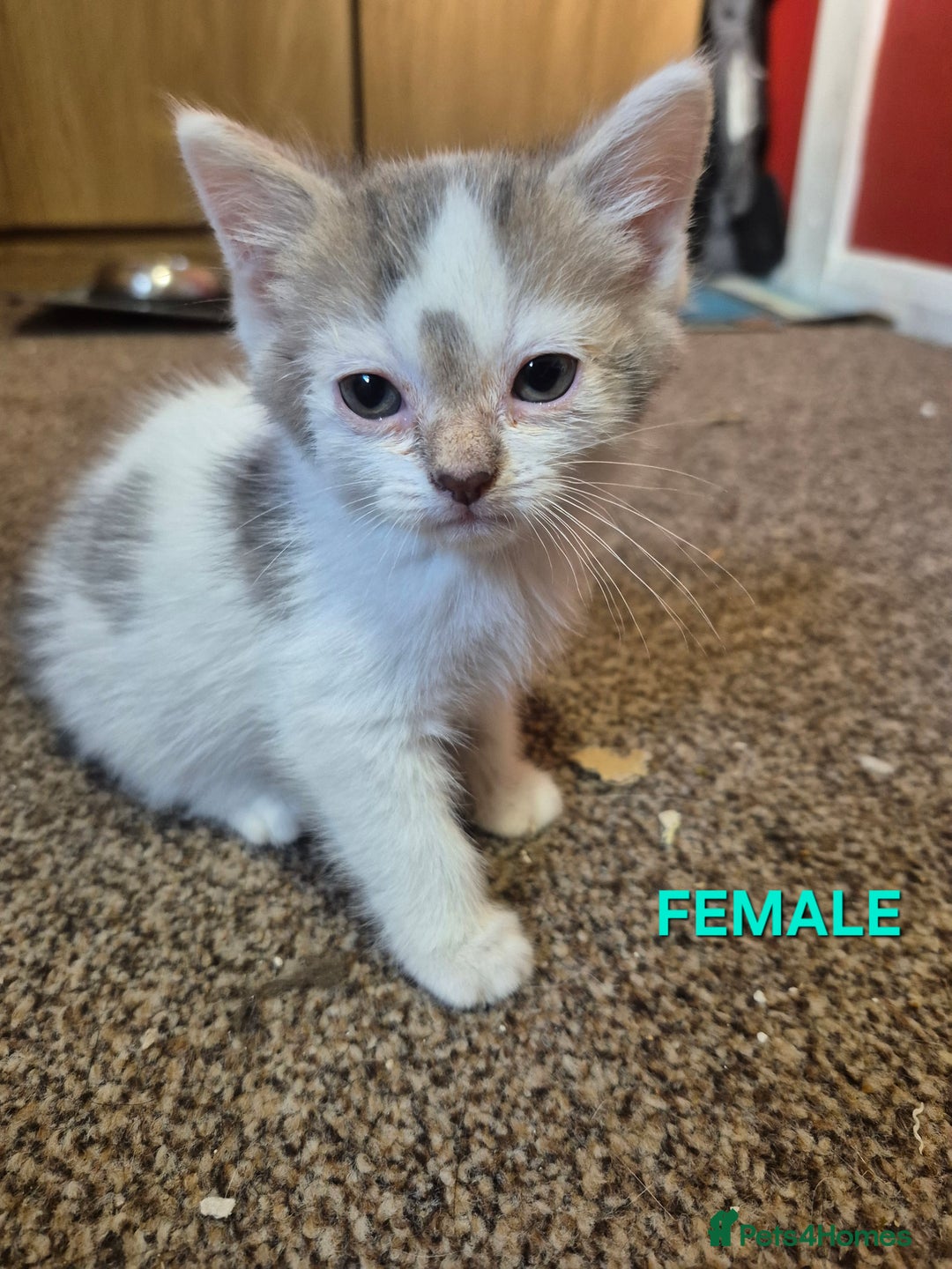 Mixed Breed cats for sale: 3 Beautiful Tabby/Russian Blue kittens - Image 7