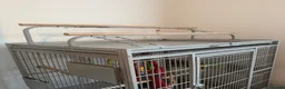 Parrots birds for sale: Amazon Yellow-Headed Parrot in Oldham - Advert 7