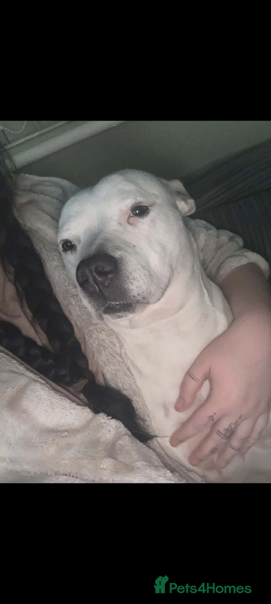 Mixed Breed dogs for sale: American staffy READ DESCRIPTION!!! - Advert 2