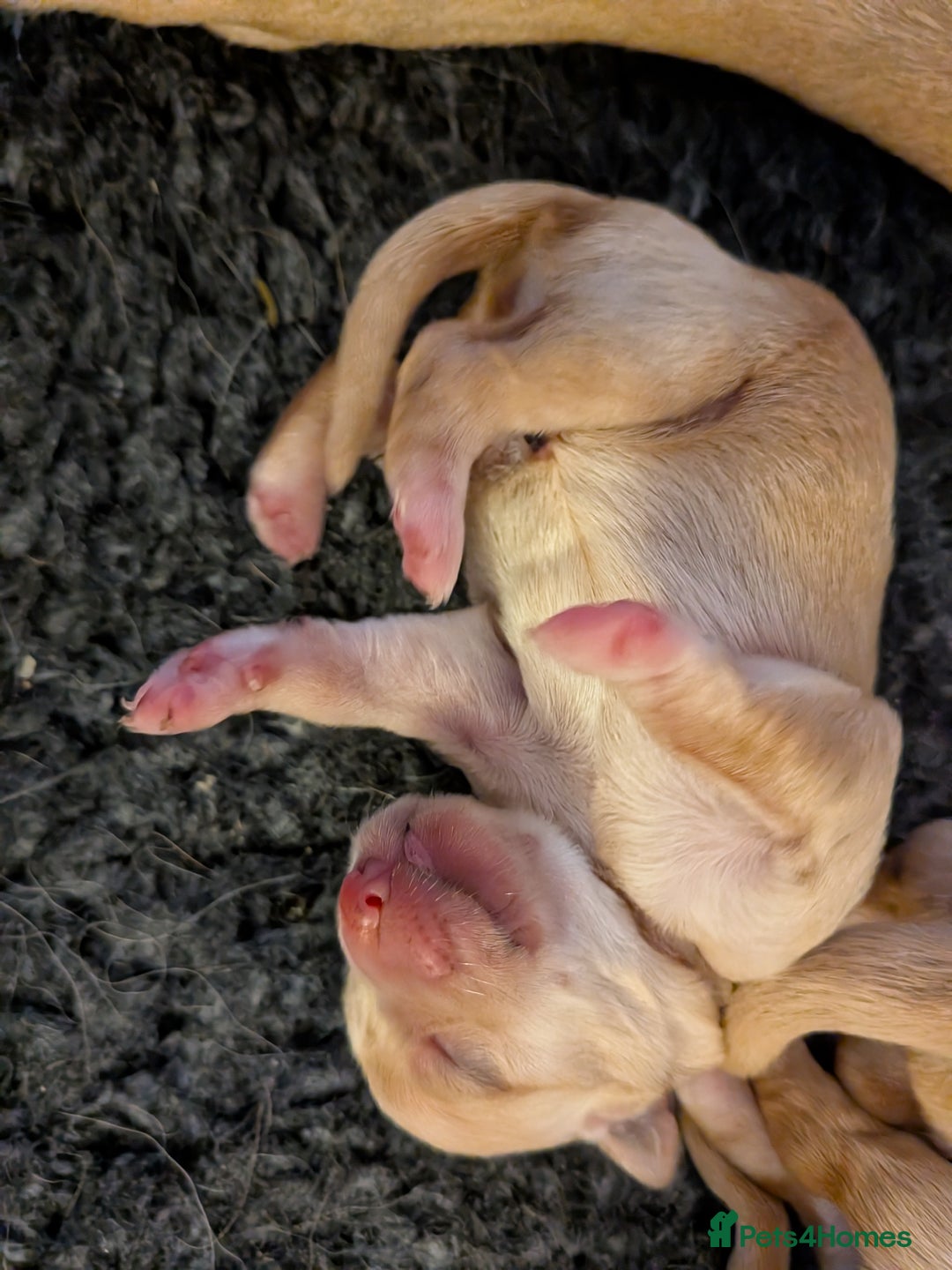 Goldador dogs for sale: Goldador puppies - all reserved  - Advert 16