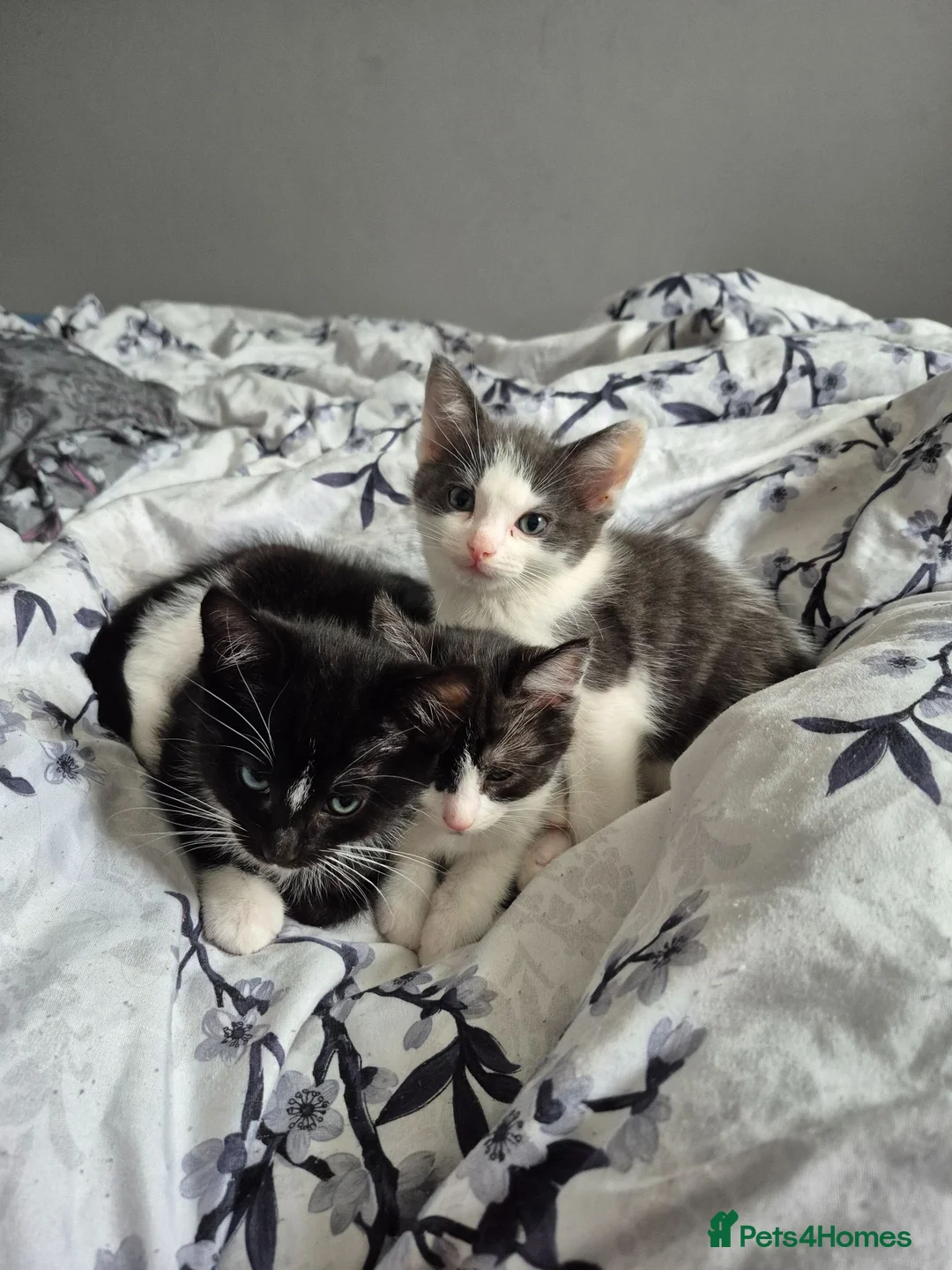 Mixed Breed cats for sale: Ragdoll cross - Advert 6