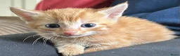 Mixed Breed cats for sale: Gorgeous kittens - Advert 4