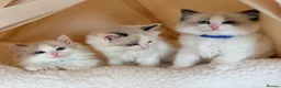 Ragdoll cats for sale: Stunning champion line Ragdoll kittens - Advert 4