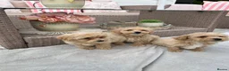 Maltipoo dogs for sale: Stunning apricot F1 Maltipoo puppies - Advert 15