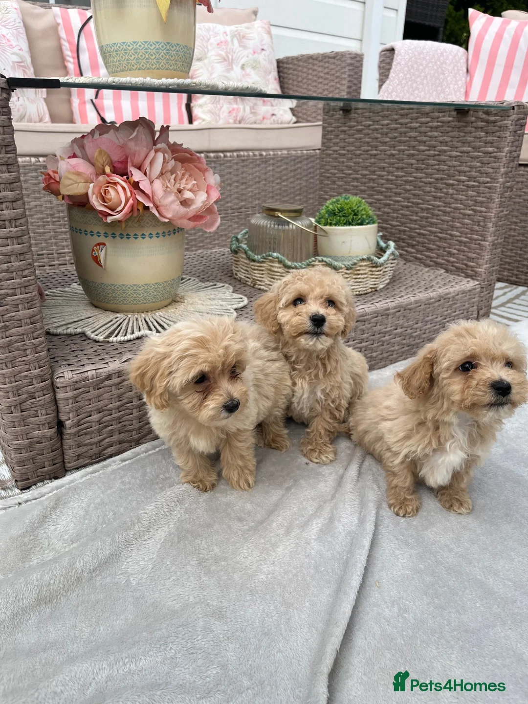 Maltipoo dogs for sale: Stunning apricot F1 Maltipoo puppies - Advert 15