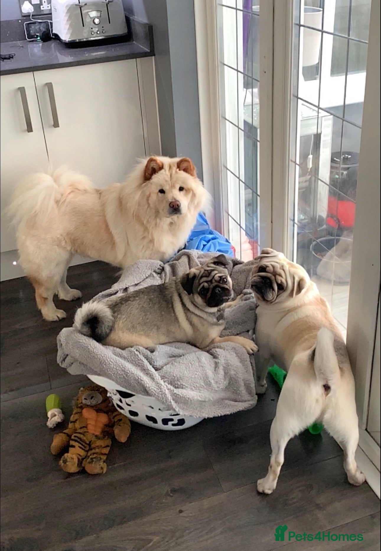 Mixed Breed dogs Chow Chow & two pugs looking for a home - Advert 1