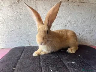 Continental Giant rabbits Continental giants - Advert 5