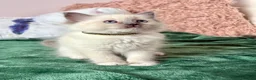 Ragdoll cats for sale: RAGDOLL kittens 3xBOYS, 3xGIRLS - Advert 8