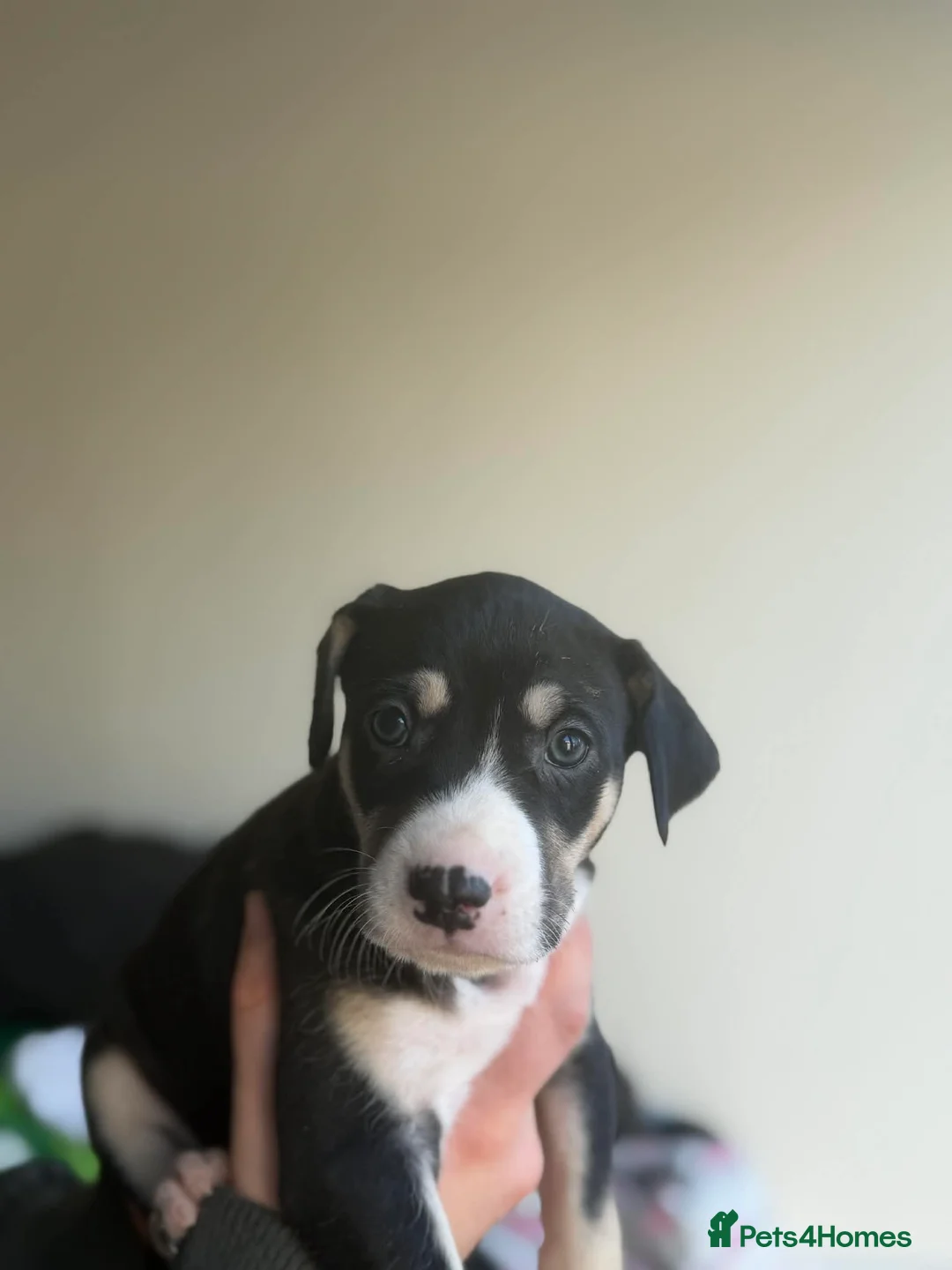 Mixed Breed dogs for sale: Puppy  - Advert 8