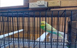 Budgerigars birds for sale:  budgies  - Image 4