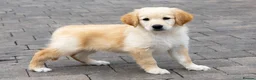 Golden Shepherd dogs for sale: Golden shepherds - Advert 7