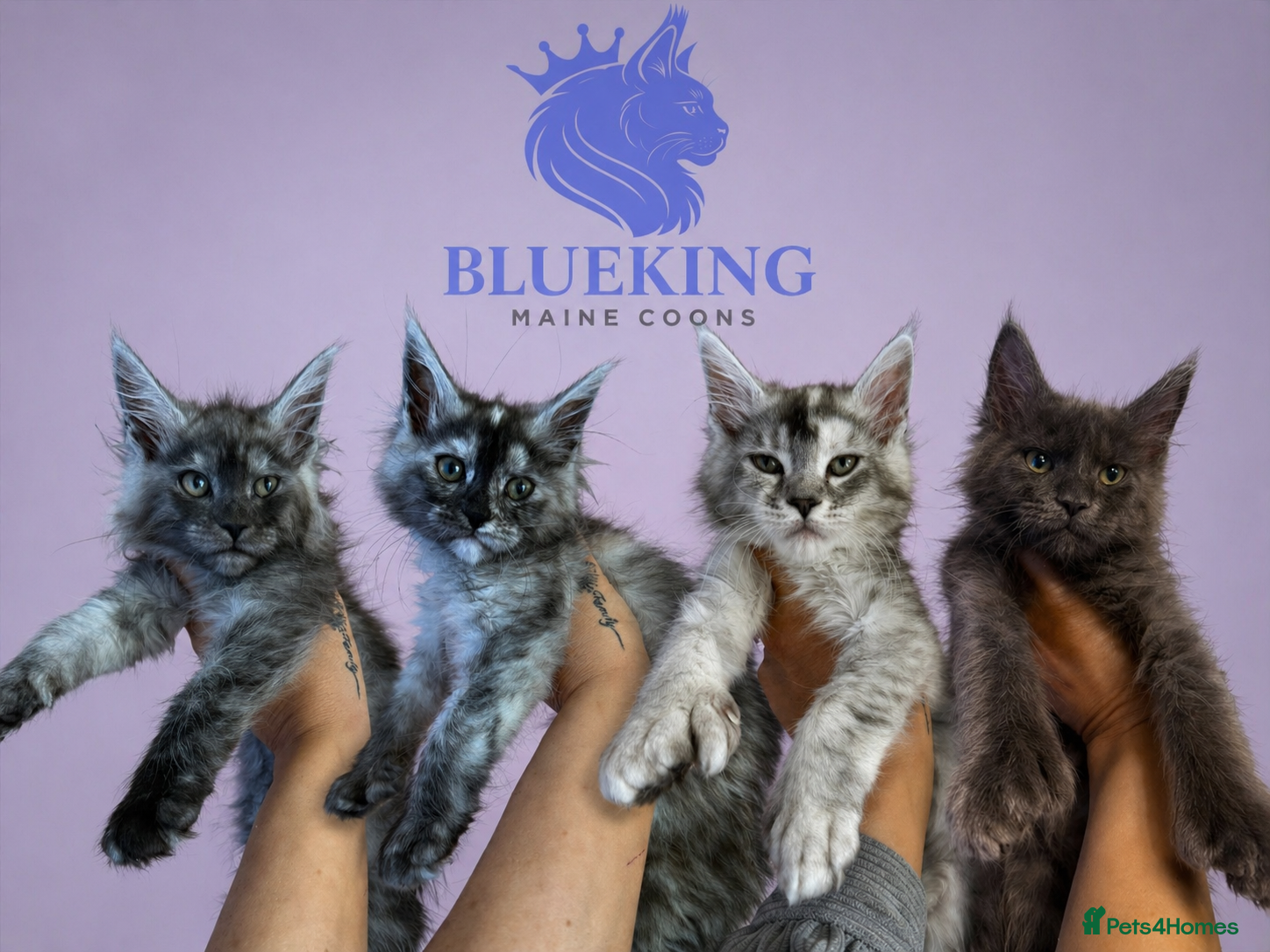 Maine Coon cats Last 3 REDUCED!! high silver Maine coon kittens - Advert 17
