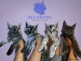 Maine Coon cats Last 3 REDUCED!! high silver Maine coon kittens - Advert 17