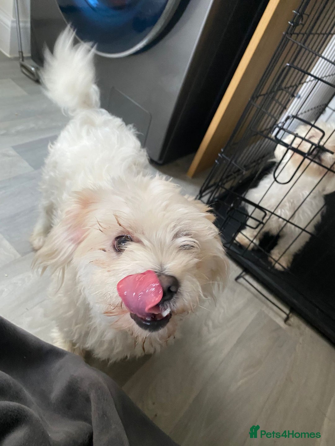 Maltese dogs for sale: £1200 EACH TWO Maltese (2 years) dogs for sale  - Image 5
