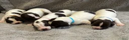 English Springer Spaniel dogs for sale: Beautiful Springer Spaniel Puppies  in Swadlincote - Advert 28