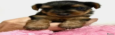 Yorkshire Terrier 3