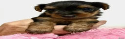 Yorkshire Terrier dogs for sale: Stunning Blue & Gold Yorkshire Terrier Puppies - Advert 3
