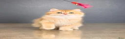British Shorthair cats for sale: Rare Gorgeous GCCF Lilac & Chocolate Golden Kitten - Advert 4