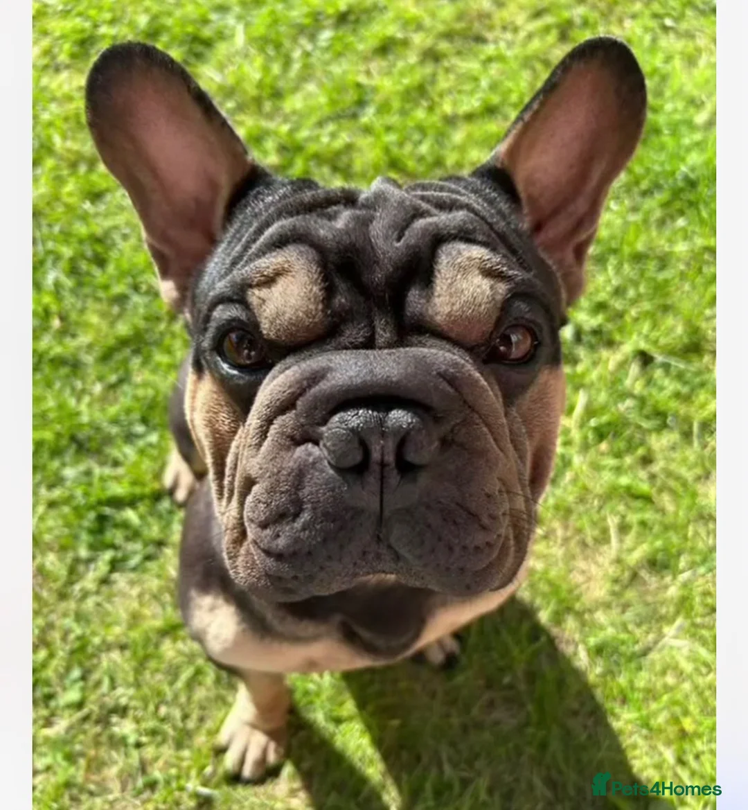 French Bulldog dogs for sale: One Beautiful French BullDog - Advert 3