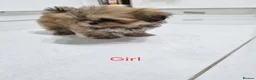 Shih Tzu dogs for sale: Puppys for sale  - Advert 9