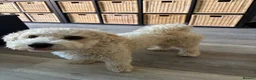 Poochon dogs for stud: Gorgeous, content Poochon stud!!  - Advert 13
