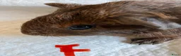 Guinea Pig rodents for sale: Lovely guinea pig babies  - Advert 12