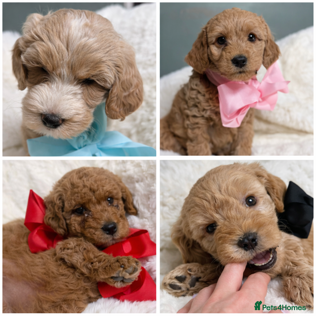 Labradoodle dogs Labradoodle  - Advert 9