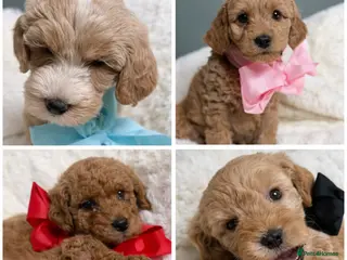 Labradoodle dogs Labradoodle - Advert 6