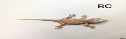 Gecko reptiles for sale: Orange striped gargoyle gecko  - Advert 3