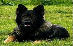 German Shepherd dogs for sale: Superb KC Reg’d German Shepherd - Image 16