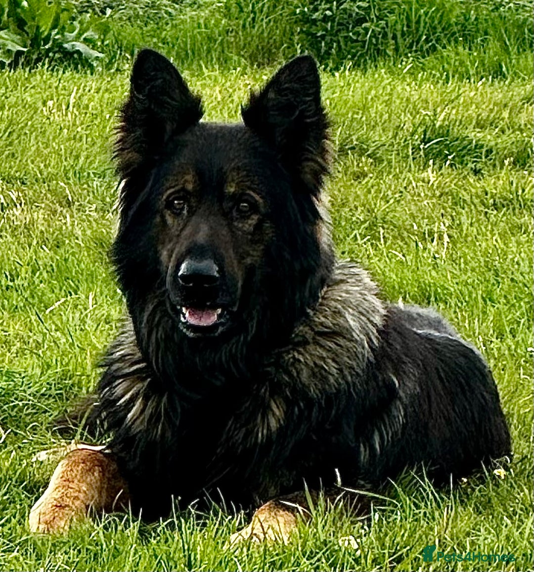 German Shepherd dogs for sale: Superb KC Reg’d German Shepherd - Image 16