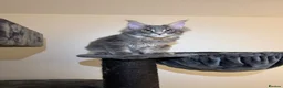 Maine Coon cats for sale: maine coon kitten in Manchester - Advert 2