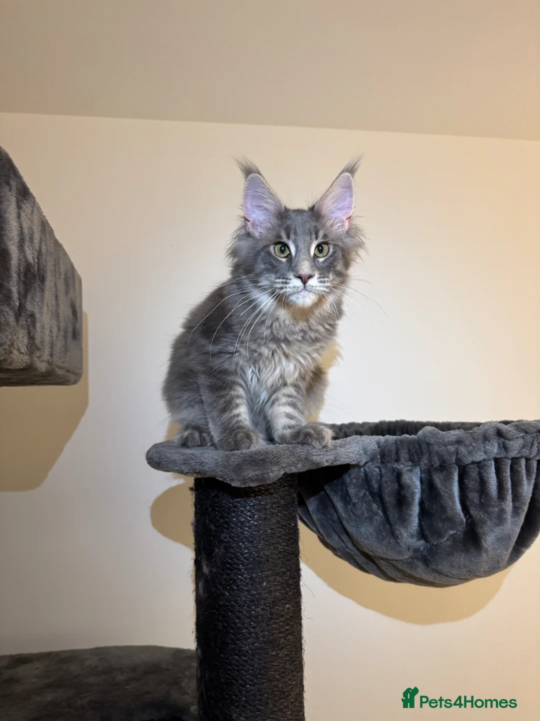 Maine Coon cats for sale: maine coon kitten in Manchester - Advert 2