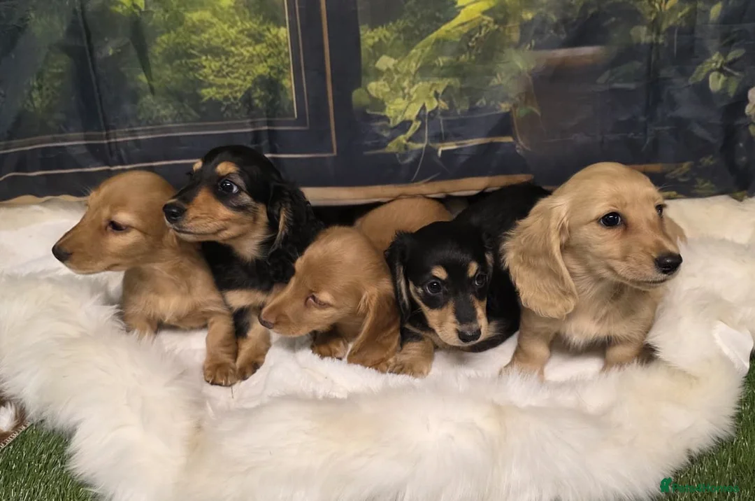 Miniature Dachshund dogs for sale: Miniature Dachshund Long Haired KC - Advert 1