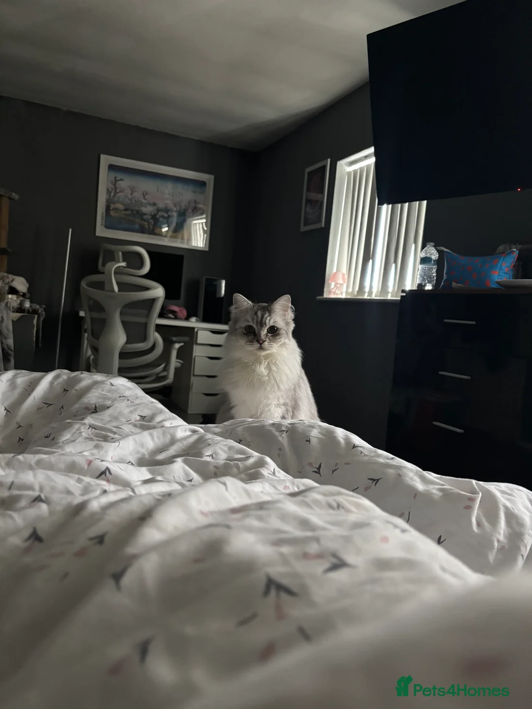 Ragdoll cats for sale: Ragdoll Boy Cat  - Advert 8